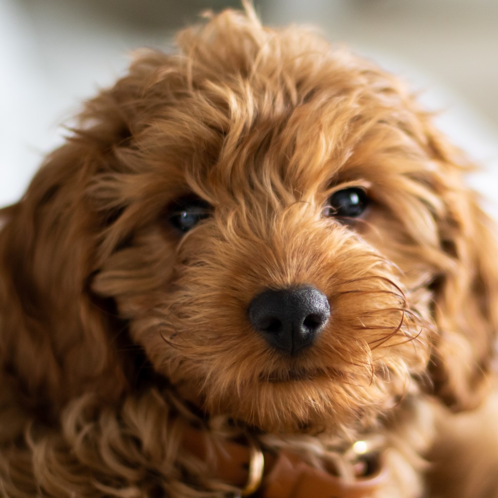 Cavoodle