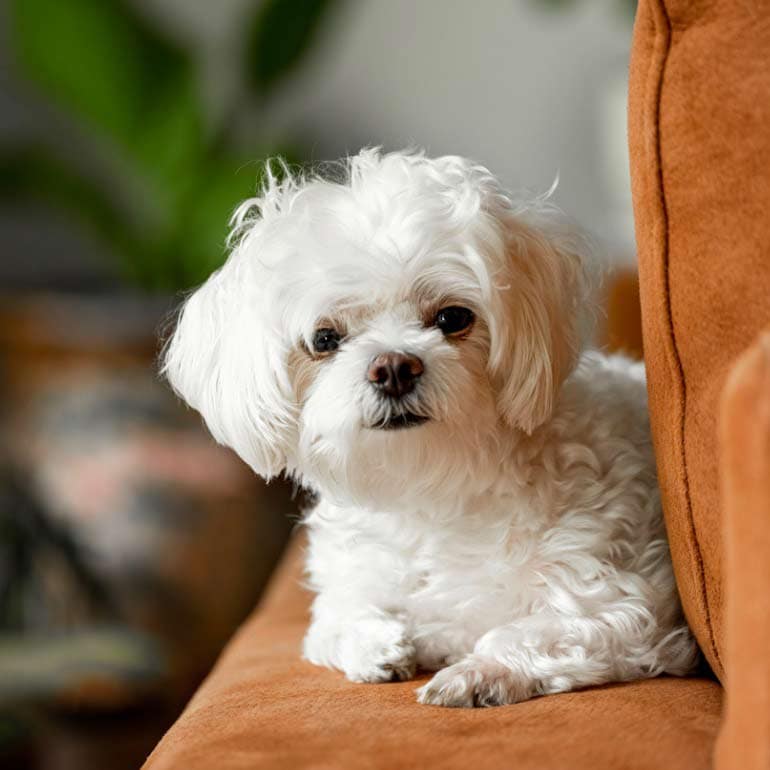 Maltese