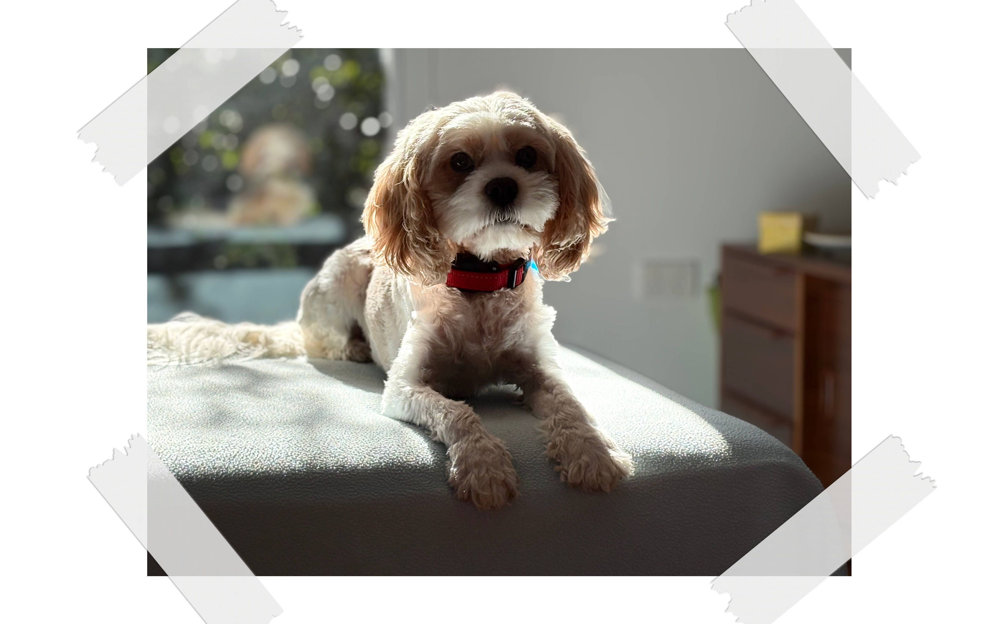 Molly the dog wagging tail