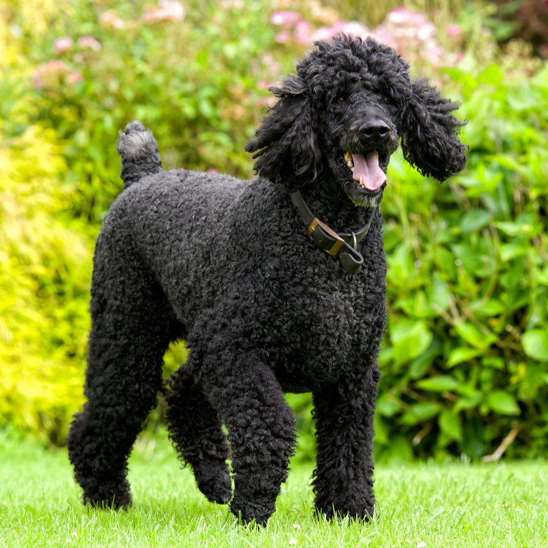 Poodle