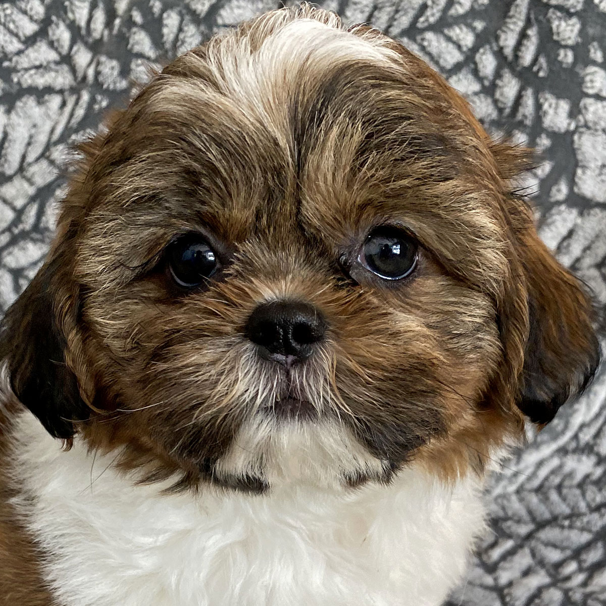 Shi Tzu