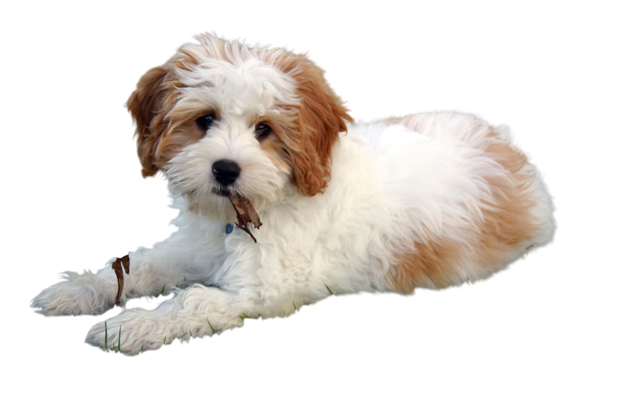 Cavoodle