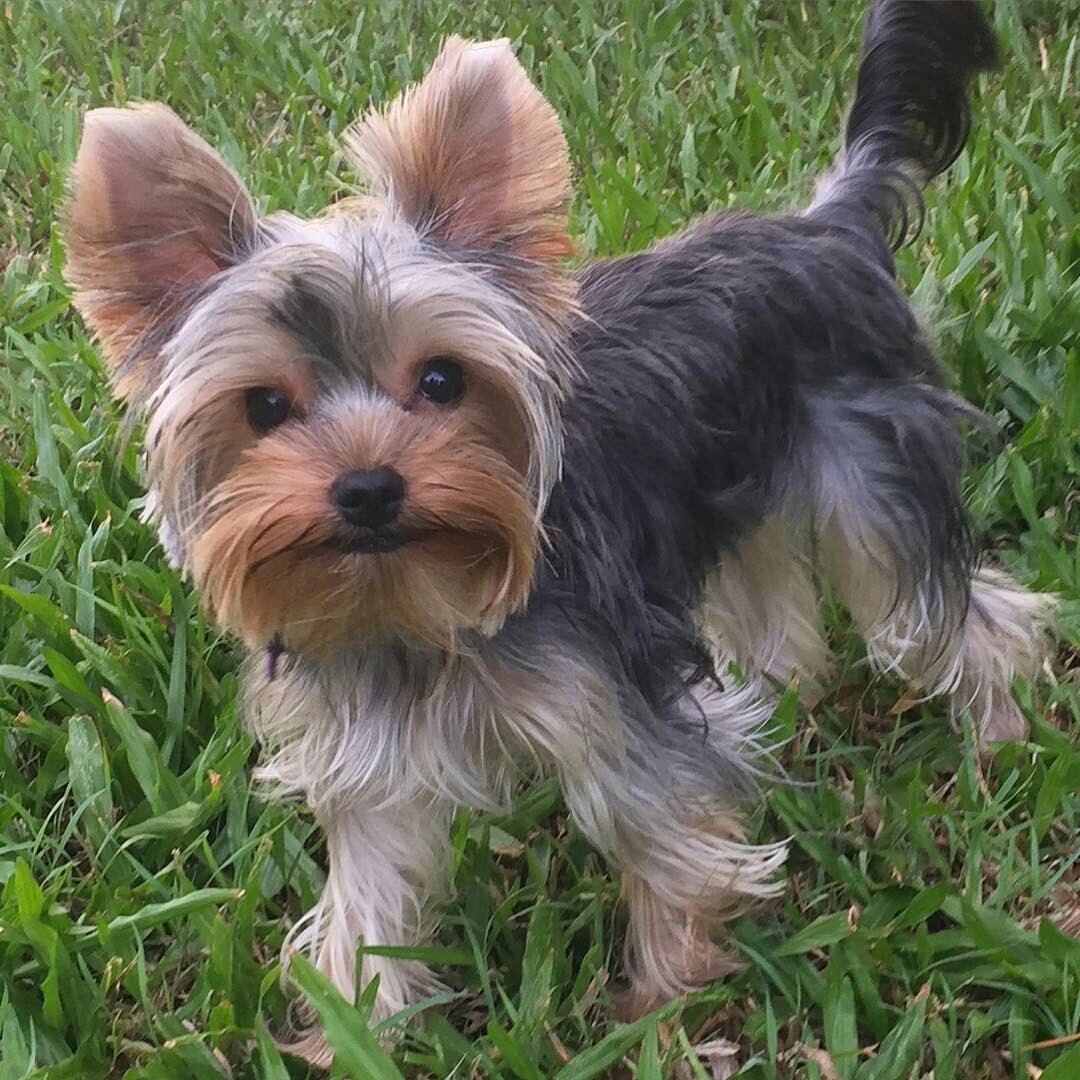 Yorkshire Terrier